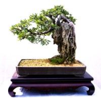 Chinese Elm