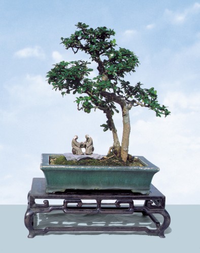 Carmona microphylla(Fukien Tea)