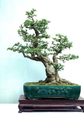 Carmona microphylla(Fukien Tea)