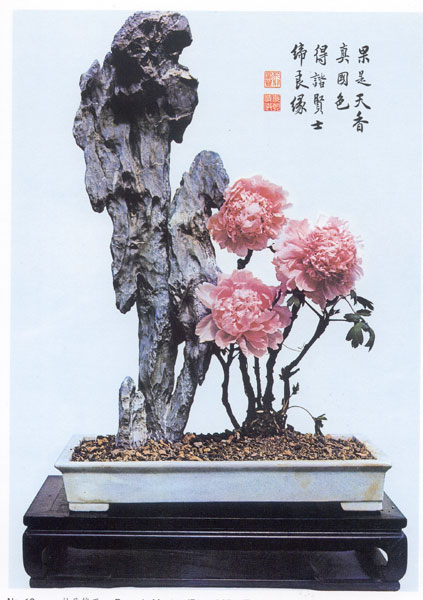 Paeonia Mountain ( Peony ) 
Ying Tak black stone