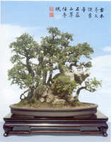 Ulmus Parvitolia ( Chinese Elm )