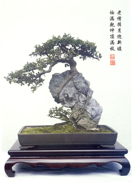 Ulmus Parvifolia ( Chinese Elm )