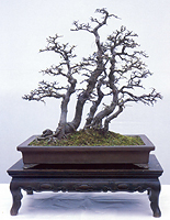 Ulmus Parvitolia ( Chinese Elm )